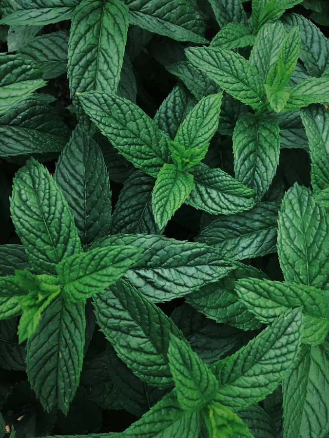 Mint