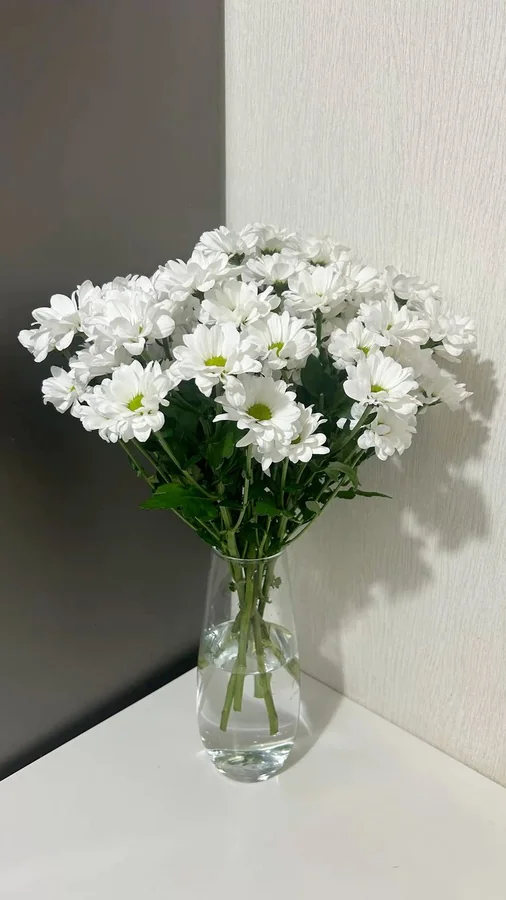 Ромашковидные хризантемы
